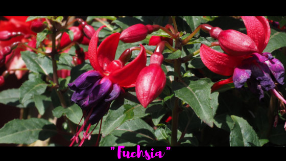 Ist Fuchsia ein Farbton von Pink?